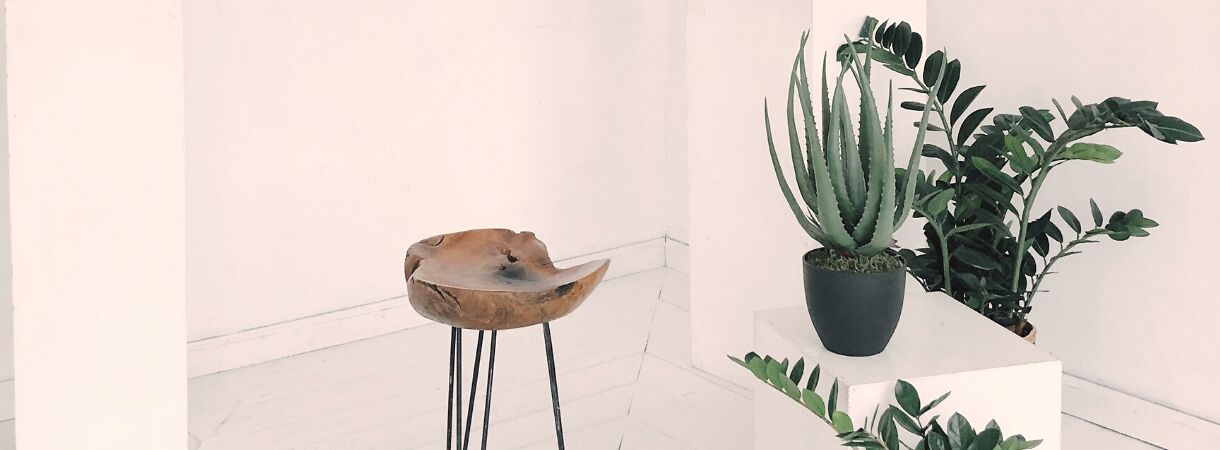 17 luchtzuiverende planten voor in jouw interieur