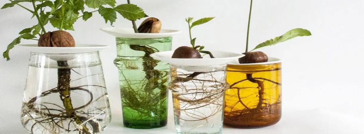 3x plantentrends van dit seizoen