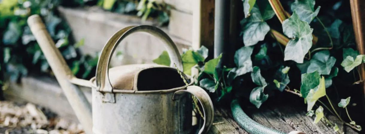 Een moestuin beginnen? 5 professionele tips!