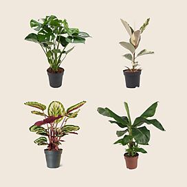 De 8 populairste kamerplanten van dit moment!