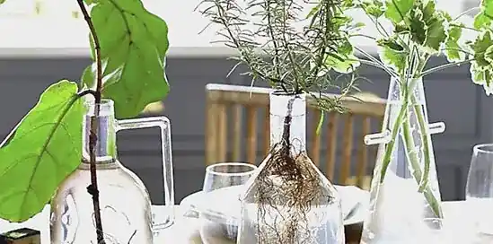 Hydroponie: nieuwe trend in de wereld van planten