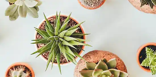 Planten stekken: zo doe je het!