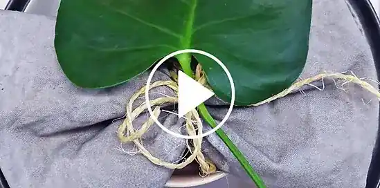 Zo dek je de perfecte tafel