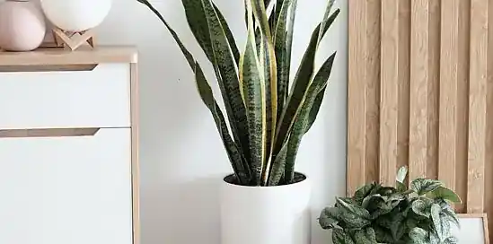 Deze 5 grote kamerplanten hebben weinig verzorging nodig