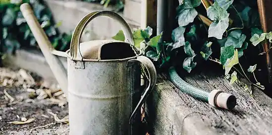 Een moestuin beginnen? 5 professionele tips!