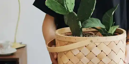 Bijna 50% van de Nederlanders koopt elke maand nieuwe kamerplanten