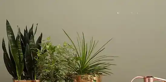 5x bijzondere kamerplanten die je wilt hebben