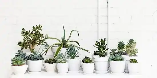 Plantenwijzer: hoe zorg je dat ze nog lang en gelukkig blijven leven?