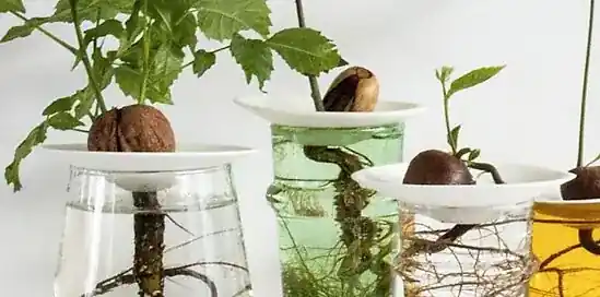 3x plantentrends van dit seizoen