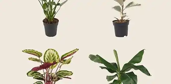 De 8 populairste kamerplanten van dit moment!
