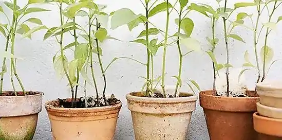 5x de nieuwste tuintrends voor dit voorjaar!