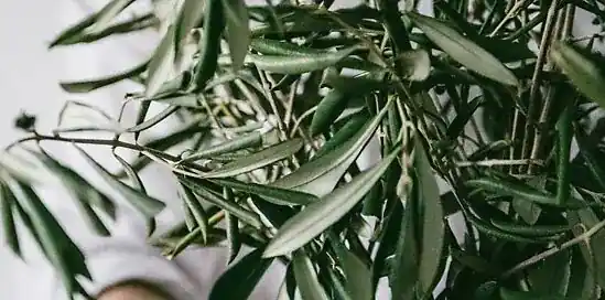 Olijfboom binnen: 12x inspiratie voor jouw interieur