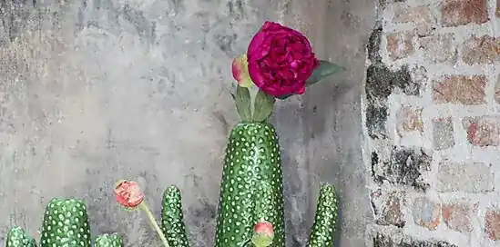 Jouw tuin gezellig maken? Dit zijn de 5 beste tips