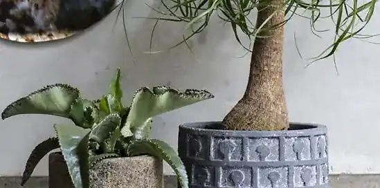 Planten in huis: 4x de trends voor dit najaar