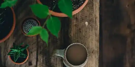 WINACTIE | Maak kans op 4x een kamerplant t.w.v. €75