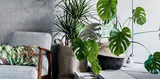 Kamerplanten verzorgen: 5 tips voor in de winter