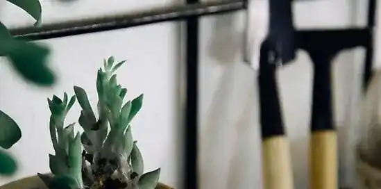 Snoeikalender: 6x wat te snoeien in juli