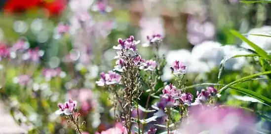 Top 10 plukbloemen voor de border (inclusief een stappenplan!)