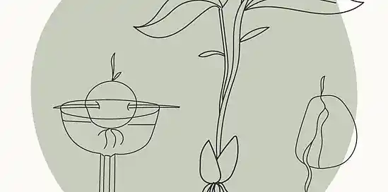 Een avocadoplantje uit je avocadopit? Zo simpel kan het zijn!