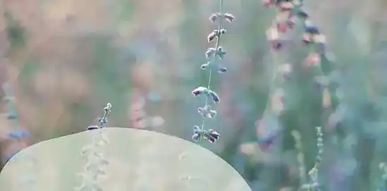 Tuinkalender juli: Summer is here! Alle tuinklussen van juli op een rij