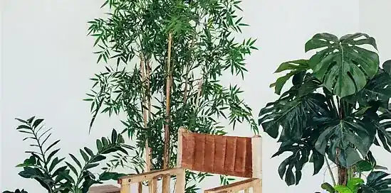 Top 10 grote kamerplanten (én verzorgingtips)