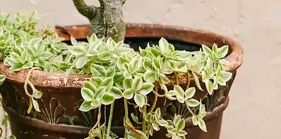 Win shoptegoed t.w.v. €250,- van Kees Smit Tuinmeubelen!