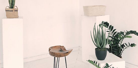 17 luchtzuiverende planten voor in jouw interieur