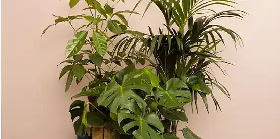 Duurzaam wonen? Ontdek plantenlabel Sprinklr!