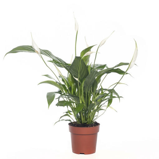 Grote kamerplant 5 - De Spathiphyllum Alfetta