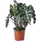 Schaduw