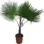 Palmen
