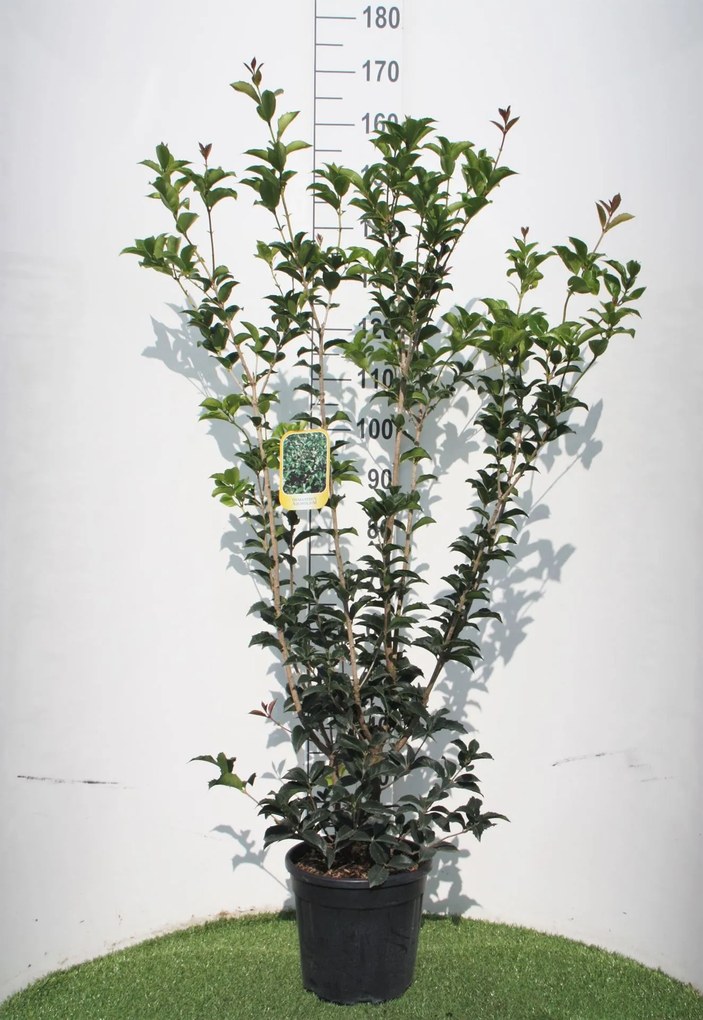 Osmanthus x fortunei - pot 10L - 80-100 cm - struik