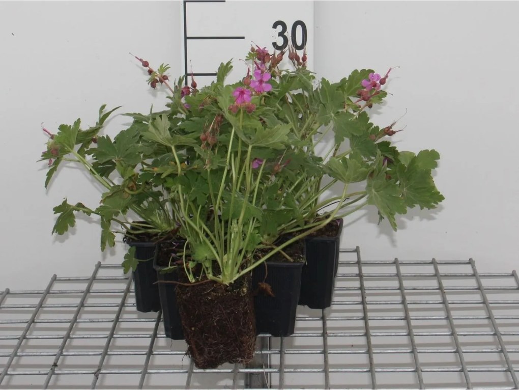 Geranium macrorrhizum'Bevan's Variety'- pot 9x9 cm -