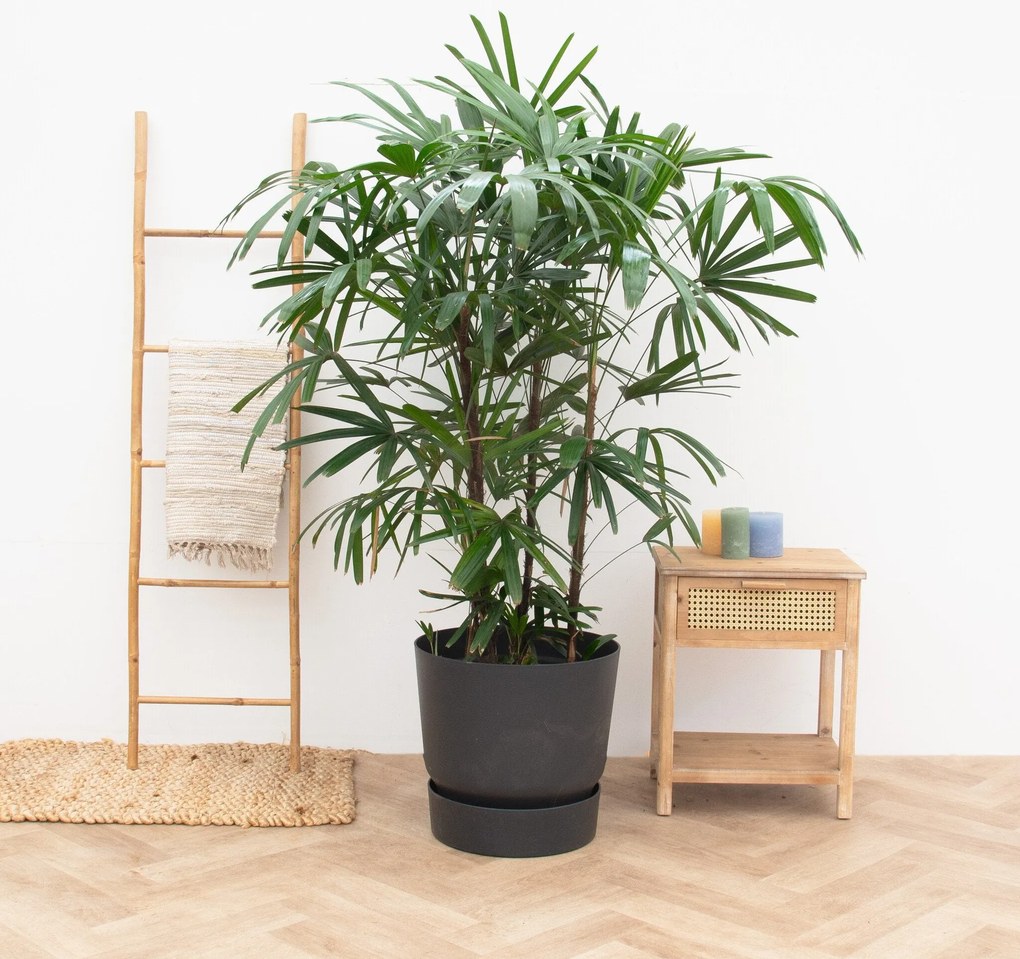 Rhapis Excelsa XXL - 200cm
