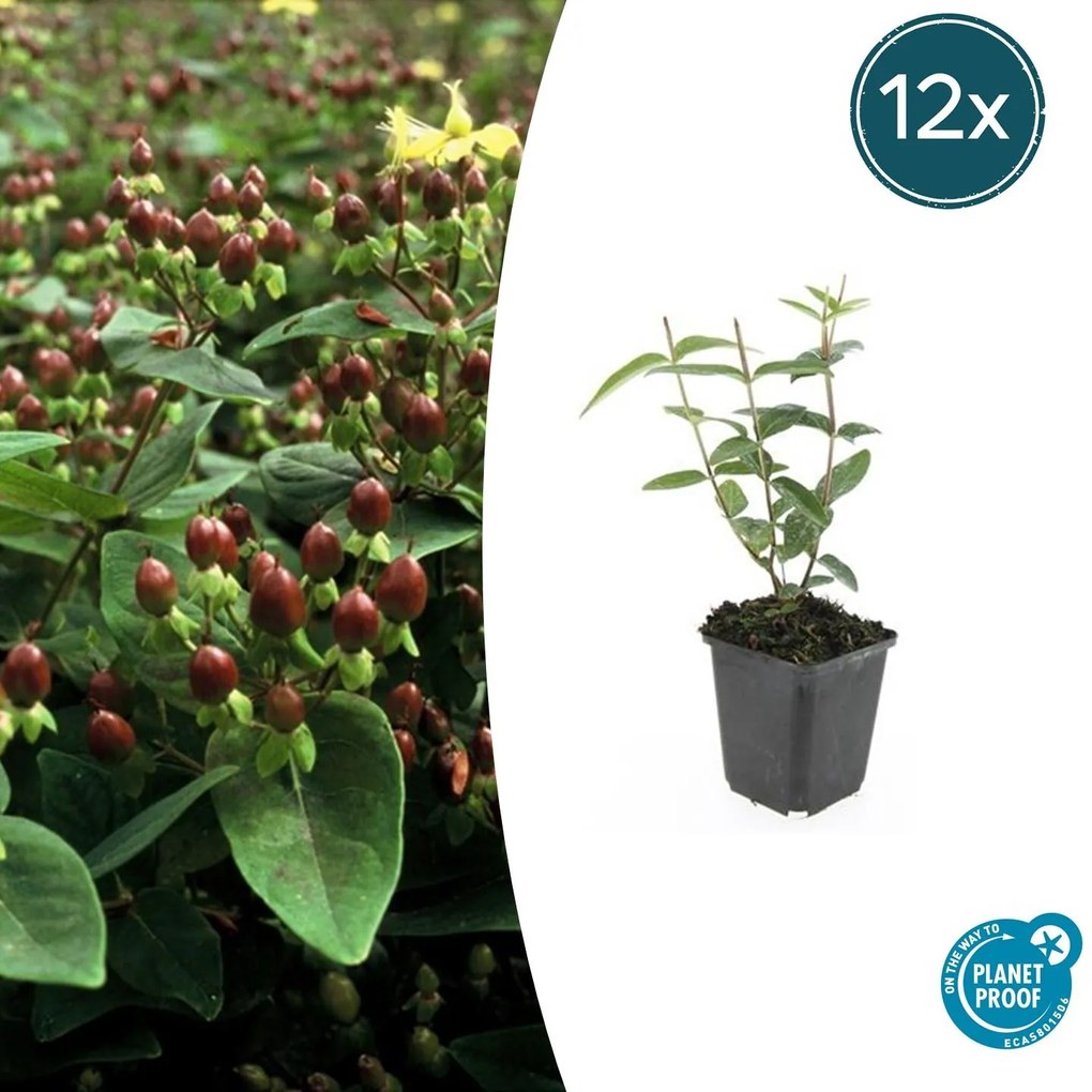 Hypericum Inodorum - 20cm