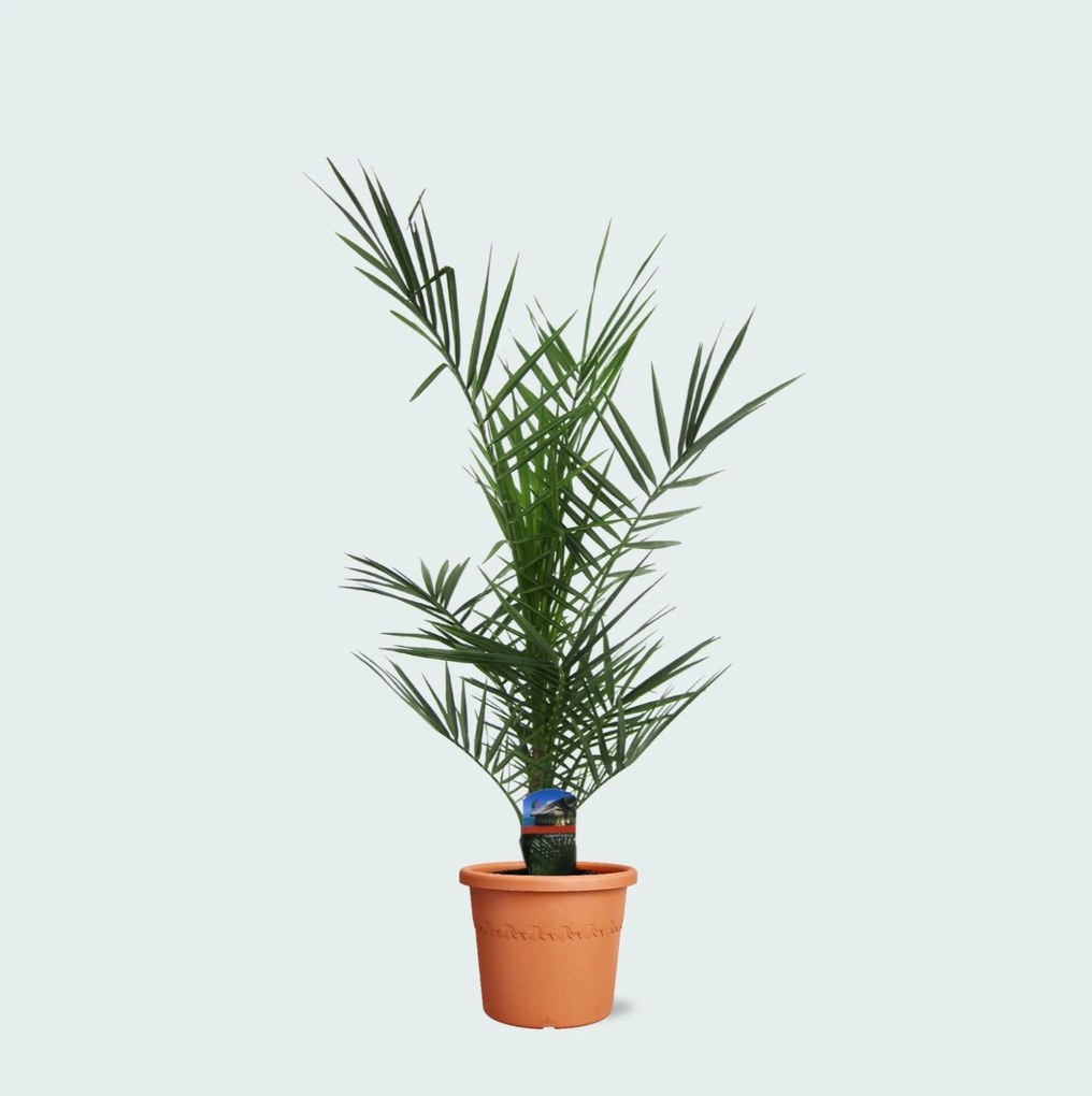 Phoenix Canariensis - 80cm