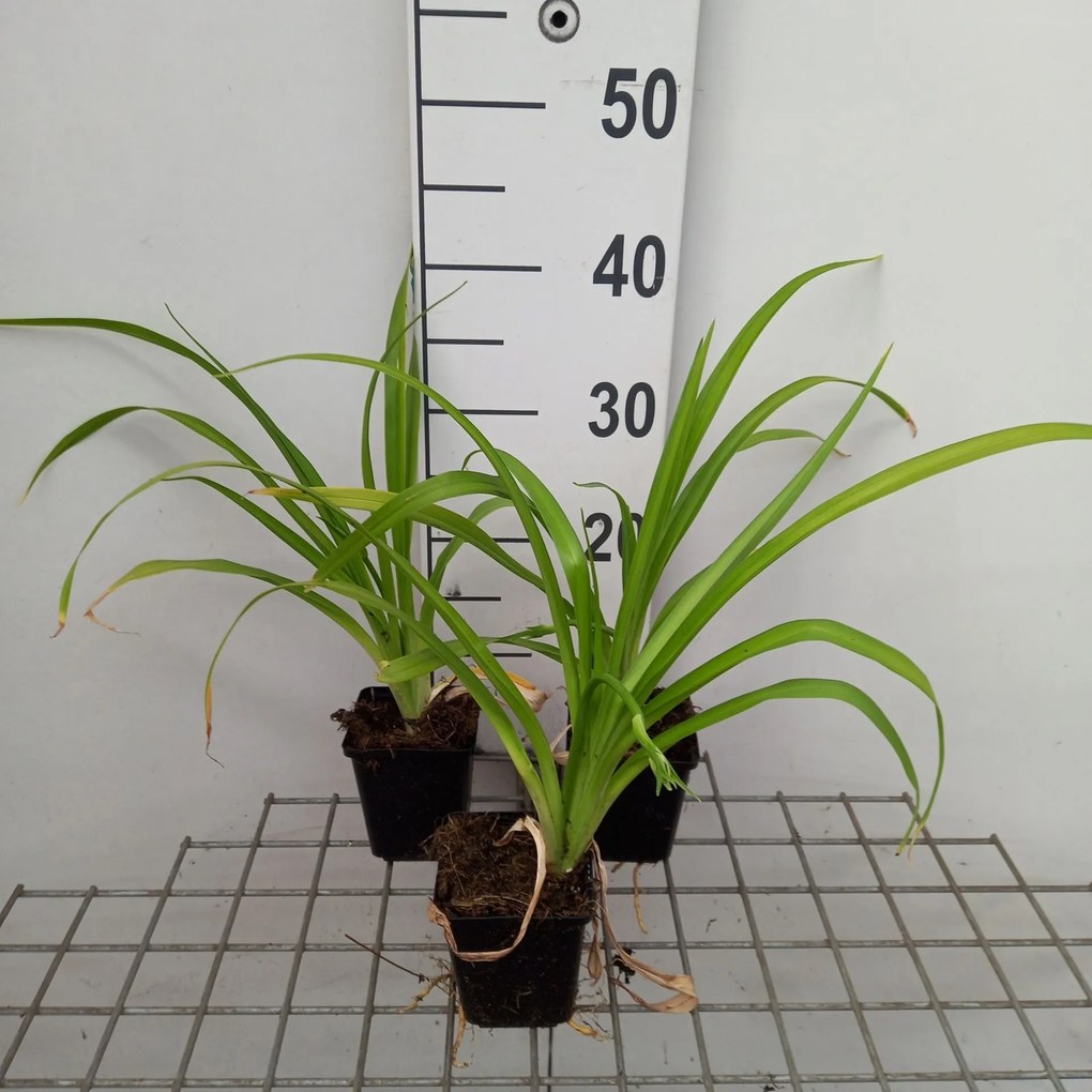 Hemerocallis 'Margaret Perry' - pot 9x9 cm