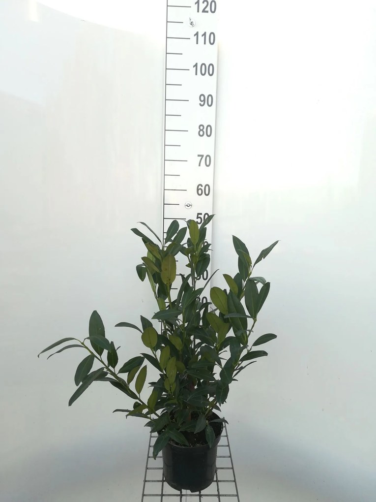 Prunus laurocerasus 'Herbergii' - pot - 40-60 cm -