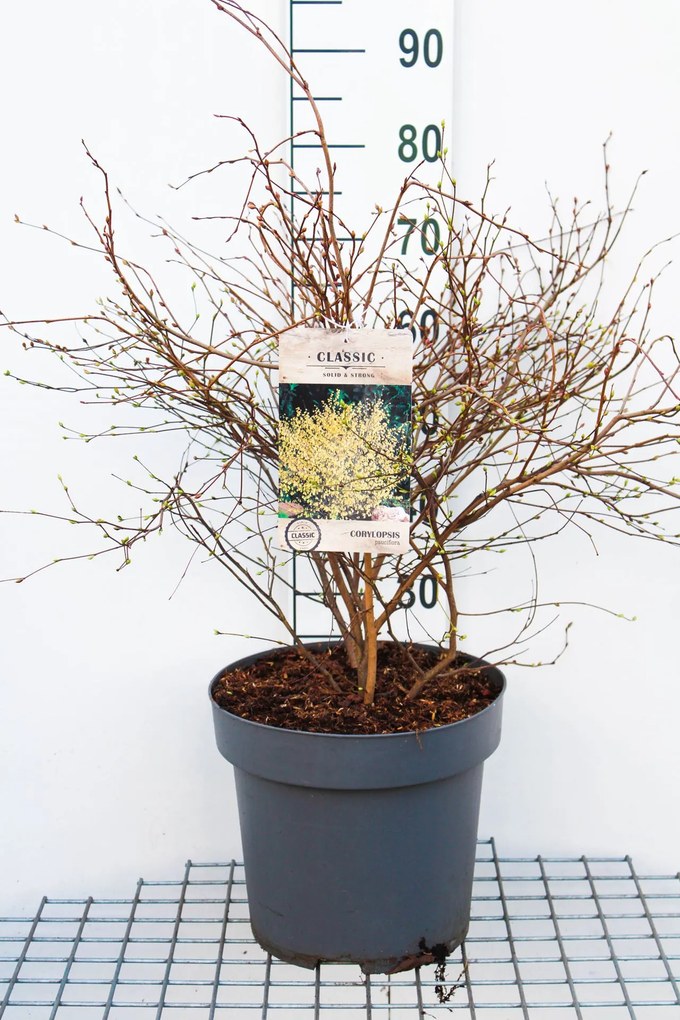Corylopsis pauciflora - pot 12L - 60-80 cm