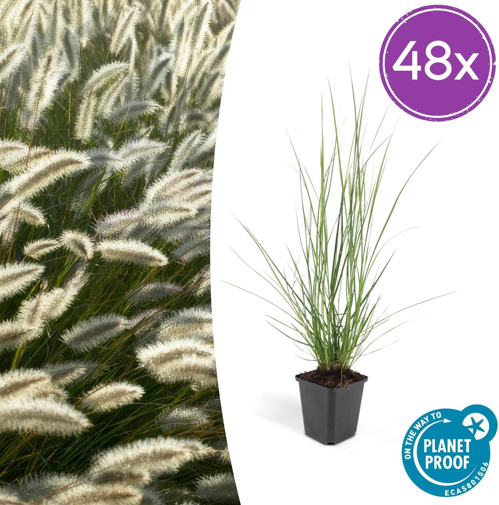 Pennisetum Alopecuroides 'Hameln' - 20cm