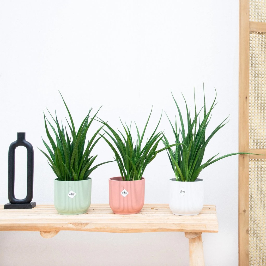 3x Sansevieria Kirkii - 35cm