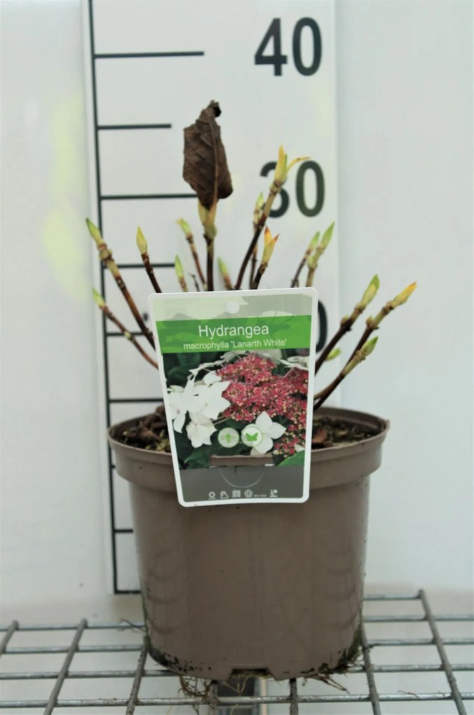 Hydrangea macrophylla 'Lanarth White' - pot - 25-30 cm