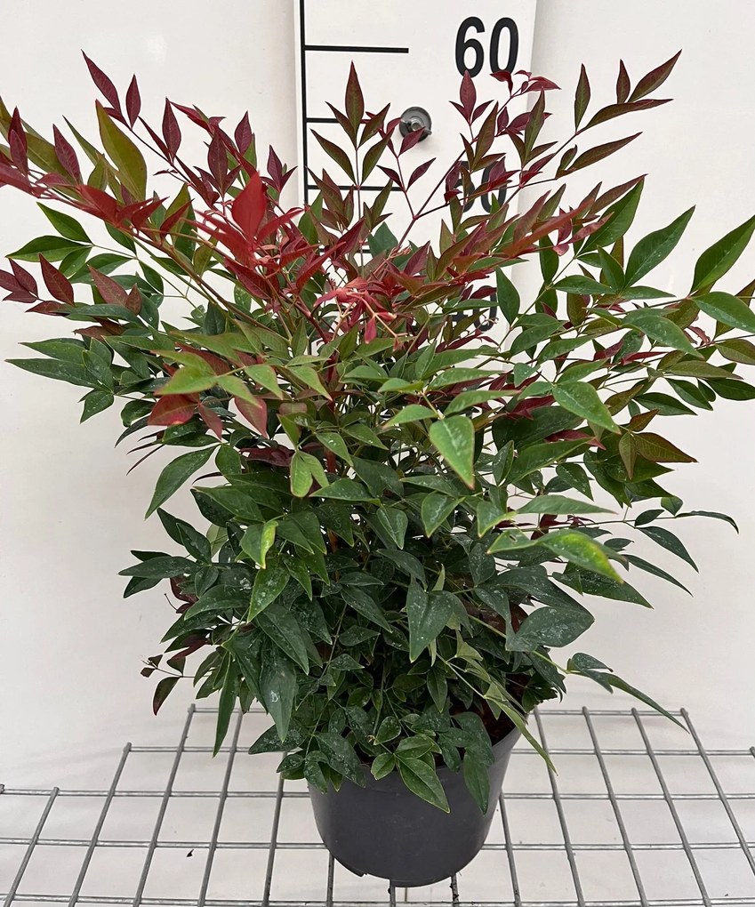 Nandina domestica 'Seika' (Obsessed) - pot - 25-30 cm -