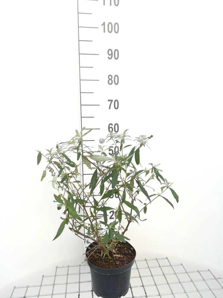 Buddleja davidii 'Royal Red' - pot - 40-60 cm -
