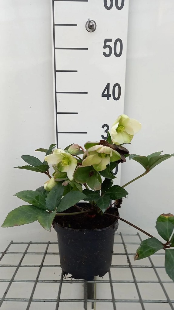 Helleborus x nigercors 'Emma' - pot 9x9 cm -