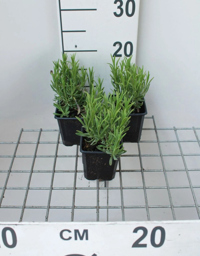 Lavandula angustifolia 'Munstead' - pot 9x9 cm (Lavendel)