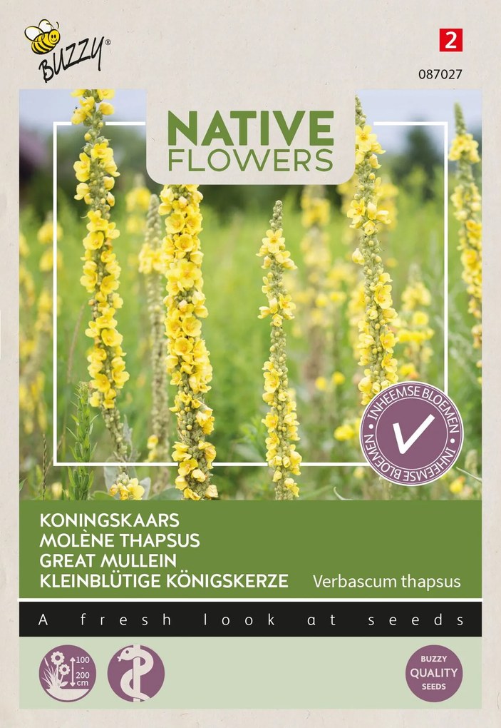 Buzzy seeds - bloemzaden - Koningskaars Verbascum Thapsus