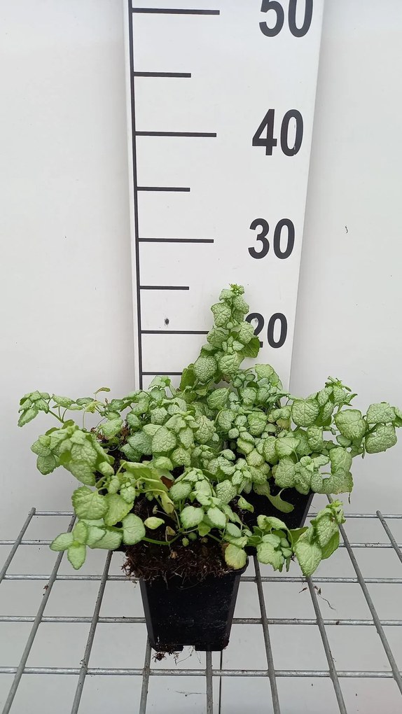 Lamium maculatum 'White Nancy' - pot 9x9 cm -