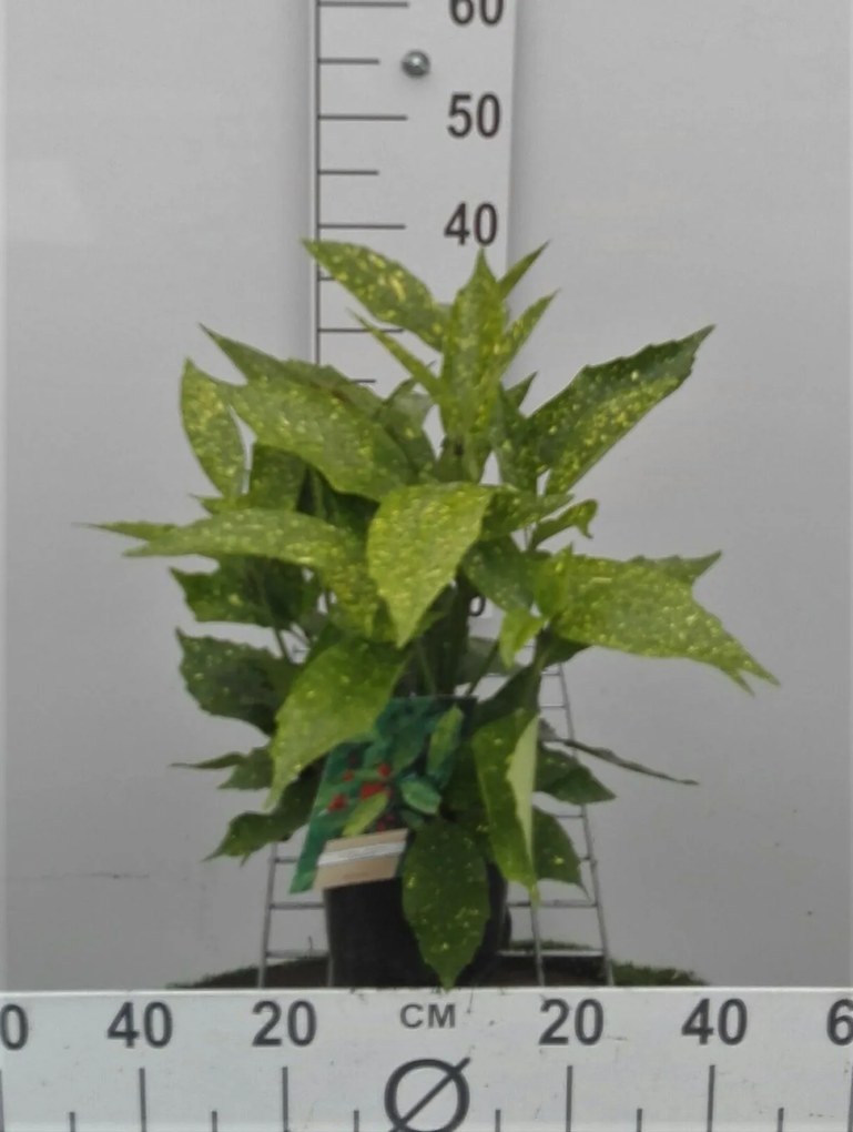 Aucuba japonica 'Variegata' - pot - 30-40 cm -