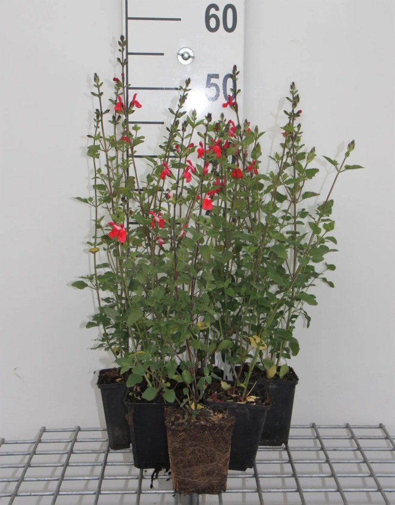 Salvia microphylla 'Hot Lips' - pot 9x9 cm -